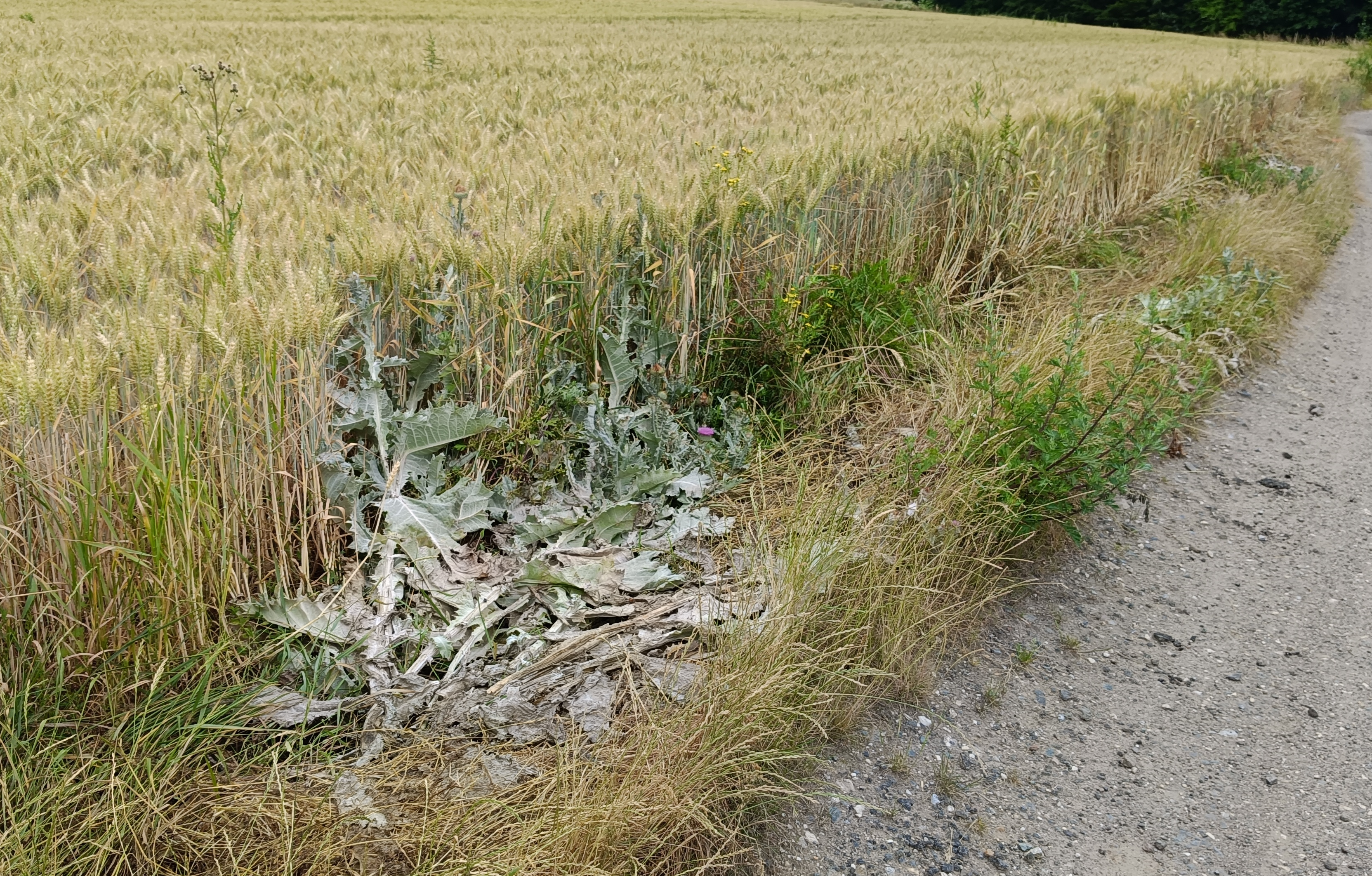 Beschädigte Eselsdisteln am Feldrand