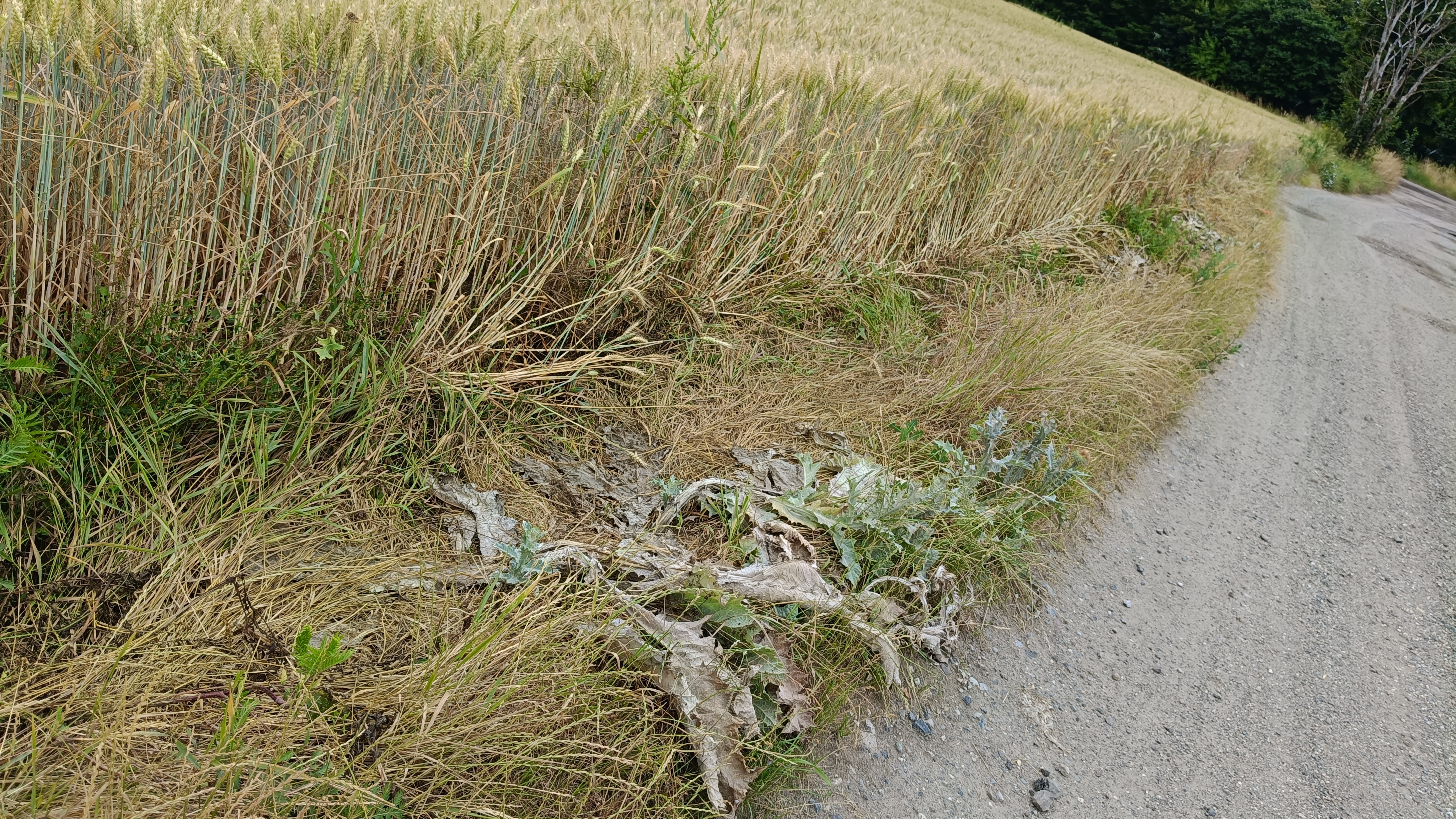 Überfahrene Randvegetation