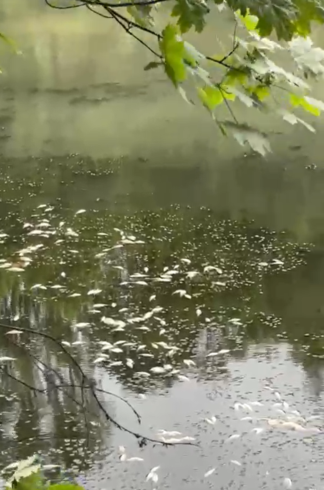 Gesamtübersicht Fischsterben im FND Drusen