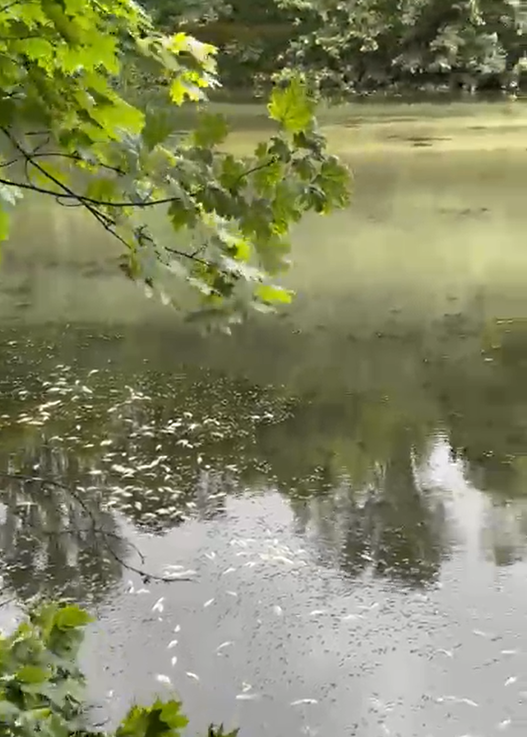 Detailansicht tote Fische auf der Wasseroberfläche