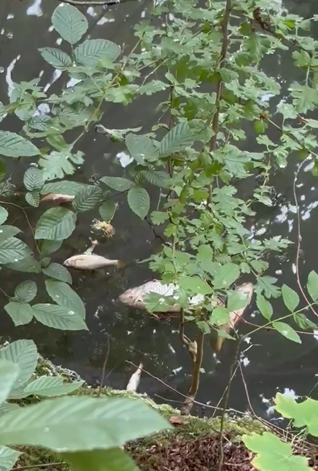 Verendete Fische im Uferbereich